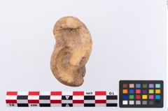 Foto von Astragalus (NHMW-PRAE-002294)
